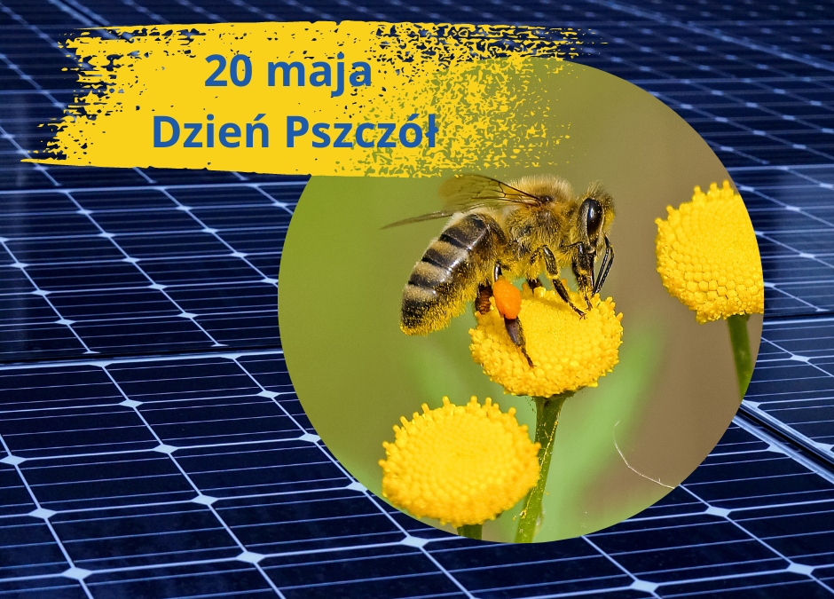 Światowy Dzień Pszczół – jak chronić te stworzenia?